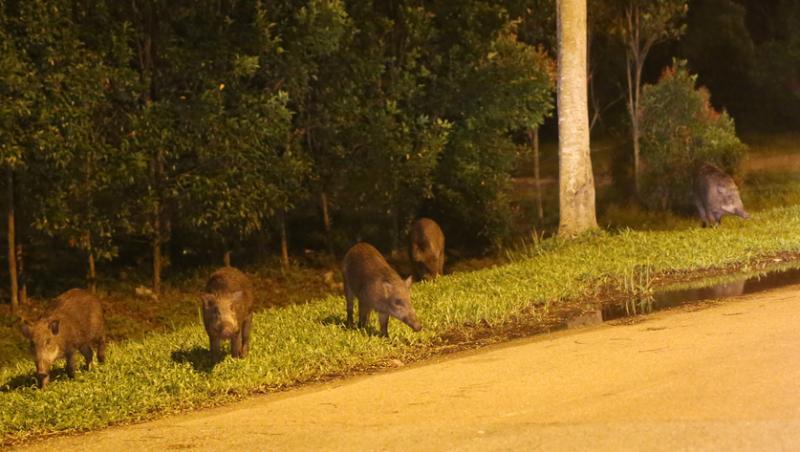 专家认为野生动物的活动范围缩小，加上数量和多样性增加，是造成野猪在本岛频频出没的原因。（档案照）