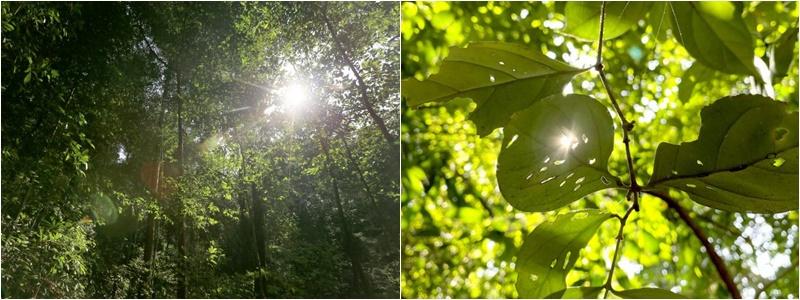 在全球面对环境和气候危机之际,国人越来越重视保育,本地保育人士的坚持带来多少曙光?(摄于武吉知马自然保护区)