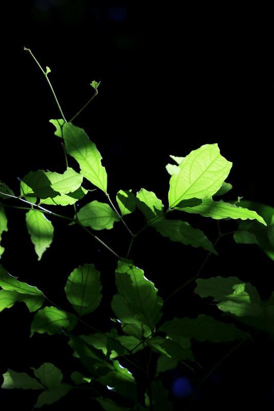 (摄于武吉知马自然保护区)