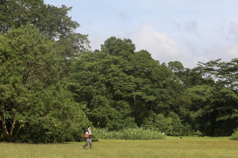冠病阻断措施期间更多人探索岛国的大自然,受访保育界人士认为人们因此更关心杜佛森林的去留。(陈斌勤摄)