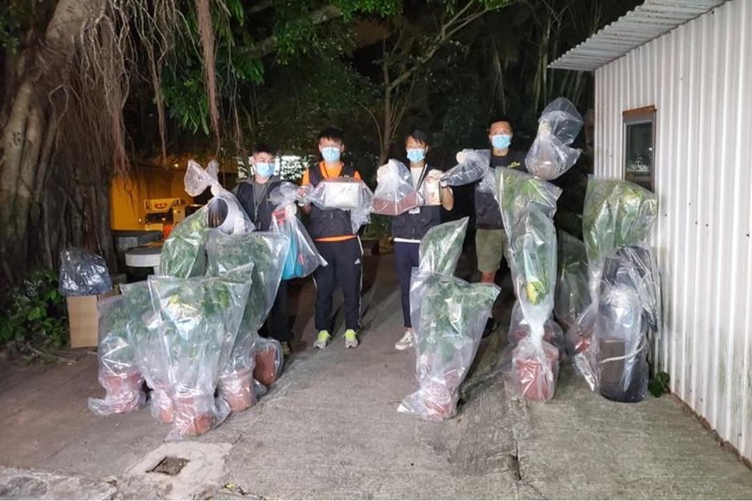 香港警方在吴耀汉女儿住处搜出13棵大麻植物。(互联网)