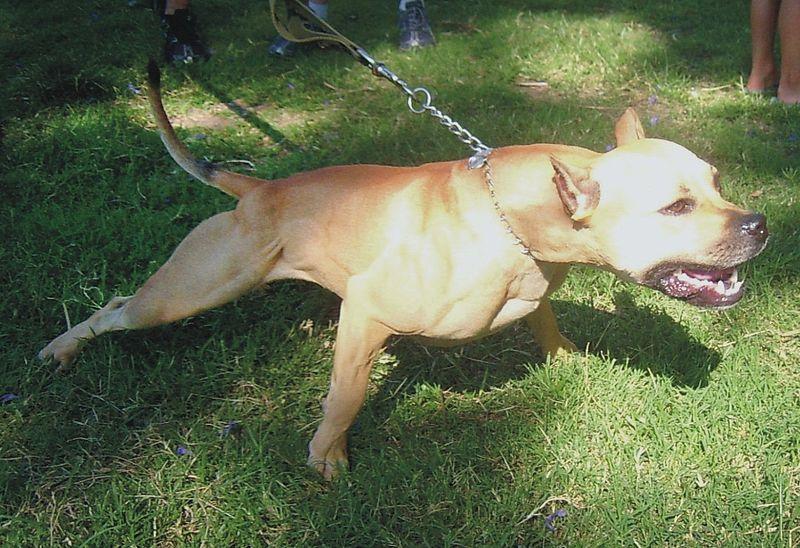 2_pit_bull_buckskin_named_perla_Medium.jpg
