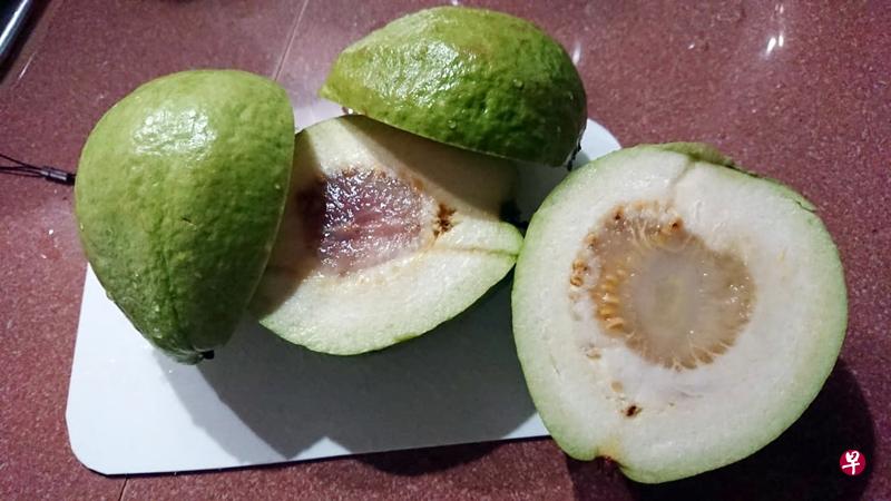 有顾客申诉到超市买到黑心番石榴,换新的情况依旧。(受访者提供) 有顾客申诉到超市买到黑心番石榴,换新的情况依旧。(受访者提供)