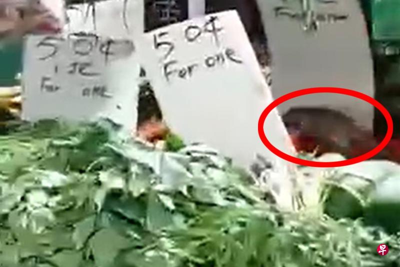 李发来拍到老鼠在蔬菜上乱窜，担心顾客买了蔬果吃坏肚子，已经向食品局投诉。（受访者提供）