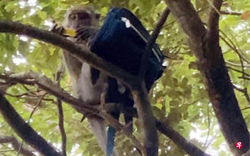 猴子非常聪明,它抢走斜肩包后迅速爬上树,跟着拉开包包的拉链,一件件物品掏出来往下扔,非常顽劣。 (Stomp) 猴子非常聪明,它抢走斜肩包后迅速爬上树,跟着拉开包包的拉链,一件件物品掏出来往下扔,非常顽劣。 (Stomp)