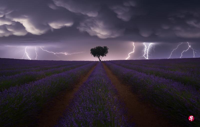 薰衣草上的闪电风暴(Electric Storm on Lavender)/©Juan López Ruiz(西班牙)/景观类别(世界摄影组织提供) 薰衣草上的闪电风暴(Electric Storm on Lavender)/©Juan López Ruiz(西班牙)/景观类别(世界摄影组织提供)
