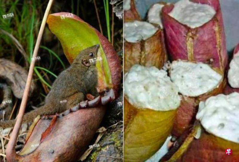 文莱大学的研究显示,猪笼草是松鼠或蝙蝠排泄的地方(左),如今却成了网红食材被人用来当容器装糯米与椰浆蒸熟了吃(右)。(互联网) 文莱大学的研究显示,猪笼草是松鼠或蝙蝠排泄的地方(左),如今却成了网红食材被人用来当容器装糯米与椰浆蒸熟了吃(右)。(互联网)