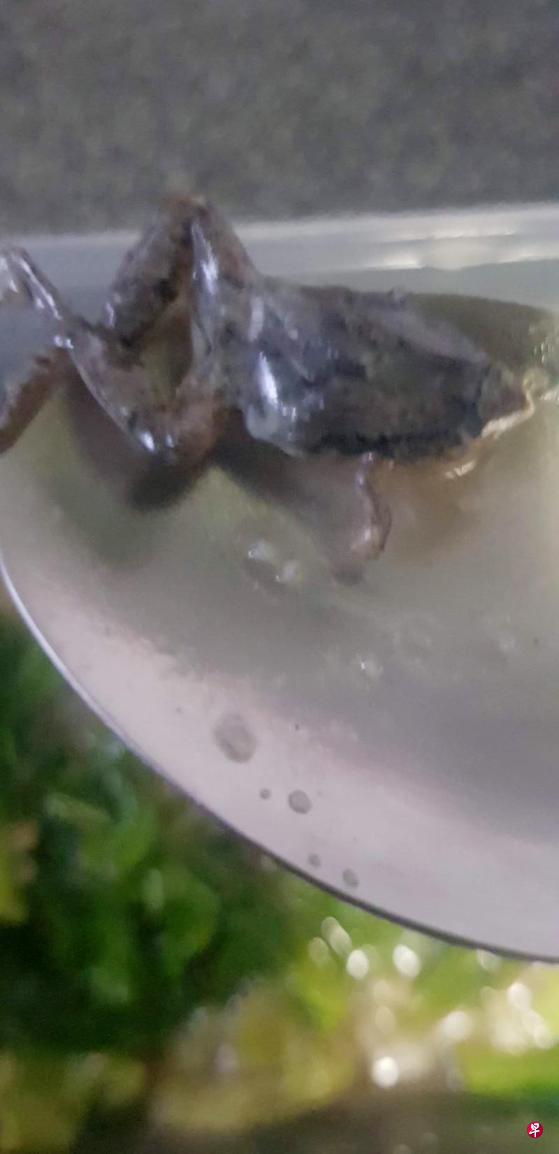 阿兹兰用汤匙捞起最后一口芥兰时,发现汤汁里有一只小青蛙。(受访者提供) 阿兹兰用汤匙捞起最后一口芥兰时,发现汤汁里有一只小青蛙。(受访者提供)