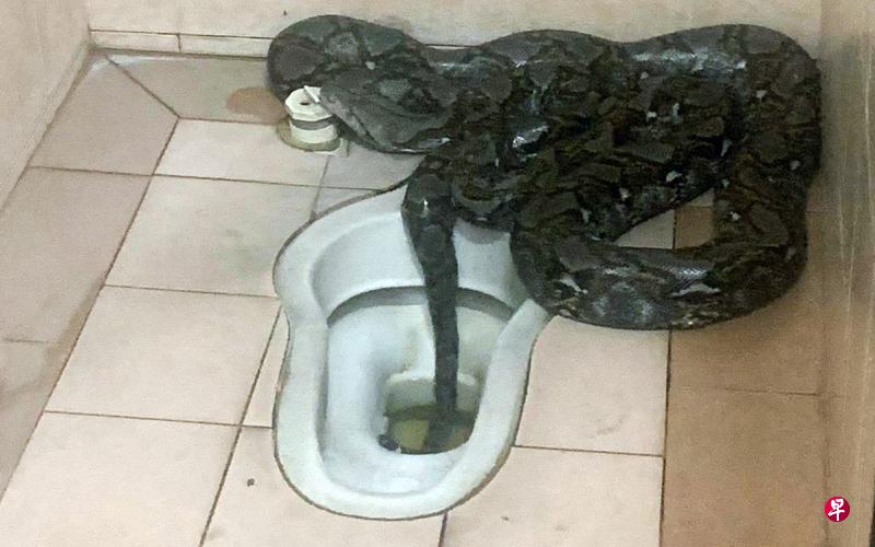 蟒蛇最后逃进蹲厕的洞口里,消失得无影无踪。(取自面簿) 蟒蛇最后逃进蹲厕的洞口里,消失得无影无踪。(取自面簿)