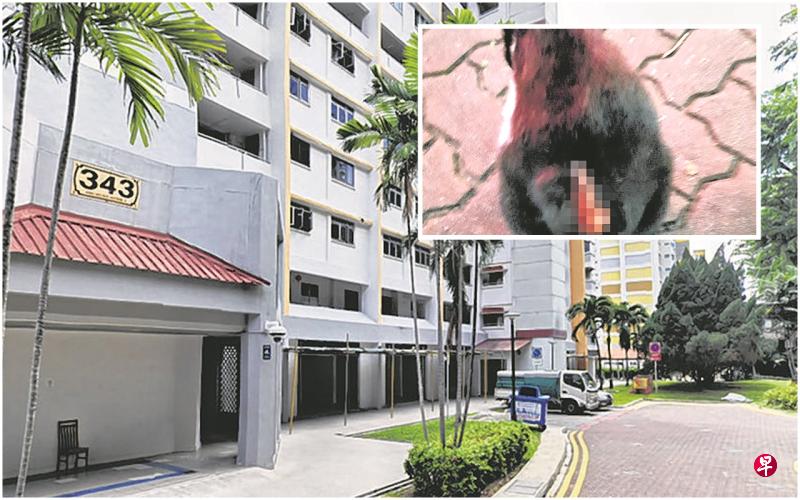 爱猫人士近来在宏茂桥3道第343座组屋发现猫咪疑似被人蓄意弄伤。(受访者提供) 爱猫人士近来在宏茂桥3道第343座组屋发现猫咪疑似被人蓄意弄伤。(受访者提供)