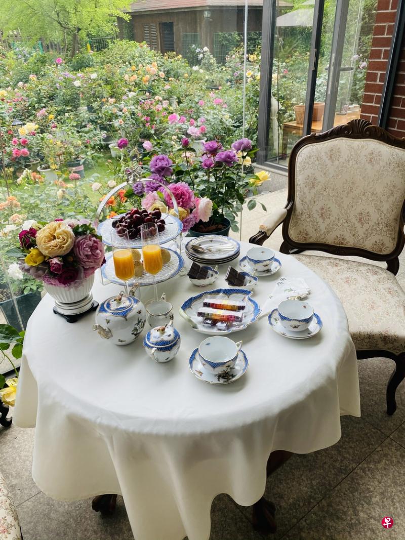 上海爷叔的自家花园,160种2000多支月季花花开,春风十里。(作者提供) 上海爷叔的自家花园,160种2000多支月季花花开,春风十里。(作者提供)