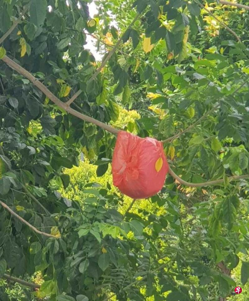 邻居高楼抛物,树上挂了一袋袋的垃圾。(读者提供) 邻居高楼抛物,树上挂了一袋袋的垃圾。(读者提供)