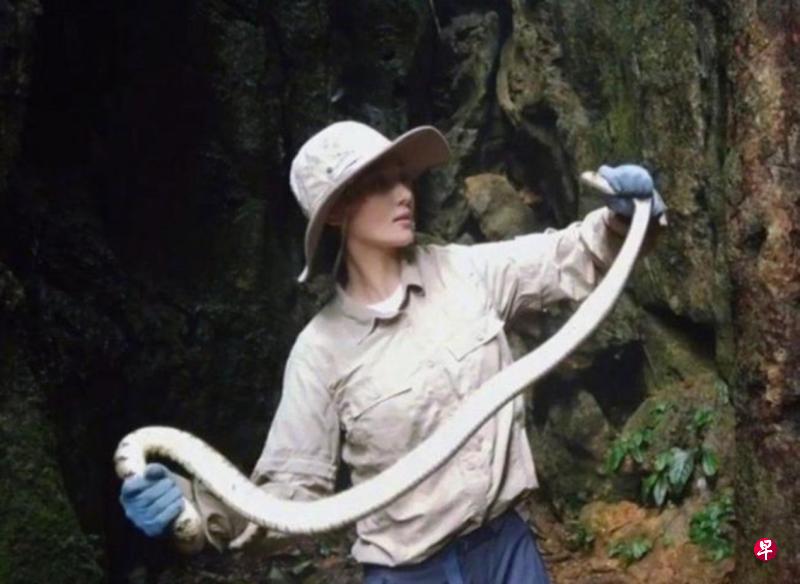 张馨予野外抓蛇,还与它对望。(微博图) 张馨予野外抓蛇,还与它对望。(微博图)