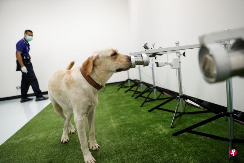 快速加强冠病检测是防控疫情的重要步骤,泰国当局现在要出动训练有素的狗儿更快地嗅出冠病病毒。在曼谷,朱拉隆功大学研究队已利用医护人员的汗液样本,训练出三只能确认冠病病毒的灵犬。(路透社) 快速加强冠病检测是防控疫情的重要步骤,泰国当局现在要出动训练有素的狗儿更快地嗅出冠病病毒。在曼谷,朱拉隆功大学研究队已利用医护人员的汗液样本,训练出三只能确认冠病病毒的灵犬。(路透社)
