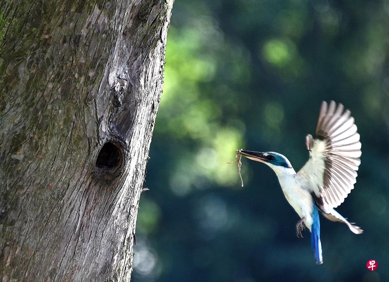 白领翡翠(white-collared kingfisher)衔来壁虎给幼儿当早餐。(冰秀摄) 白领翡翠(white-collared kingfisher)衔来壁虎给幼儿当早餐。(冰秀摄)