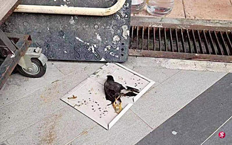 小鸟一动不动的躺在粘鼠板上。(取自网络) 小鸟一动不动的躺在粘鼠板上。(取自网络)