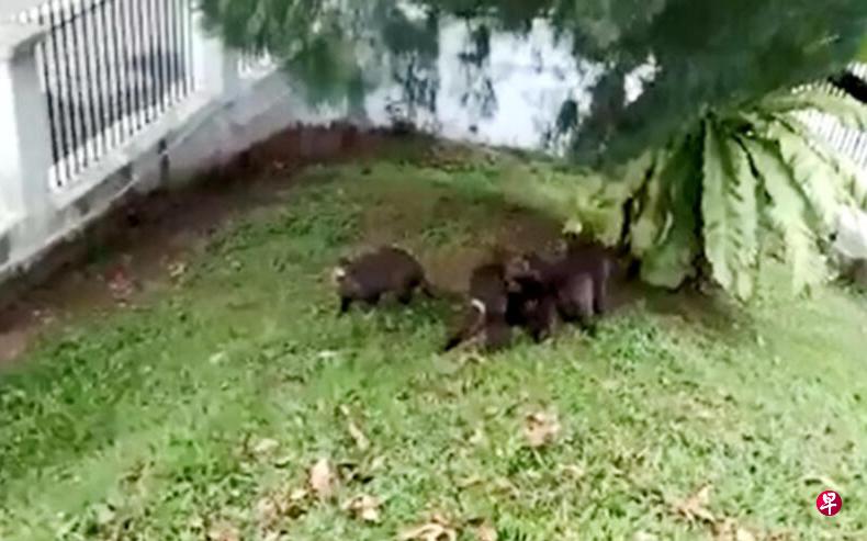 五六只水獭在草地上逃窜。(受访者提供) 五六只水獭在草地上逃窜。(受访者提供)