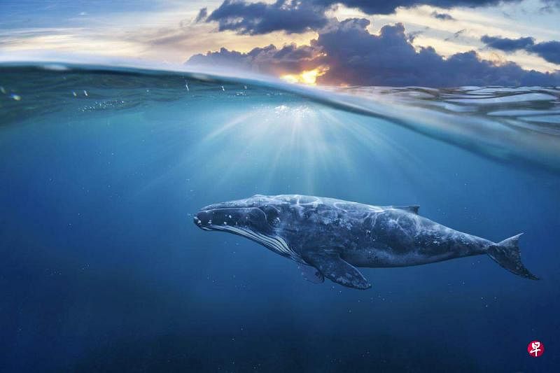 鲸鱼是世界上最大的哺乳动物，对地球生态的贡献难以估量。（iStock图片）