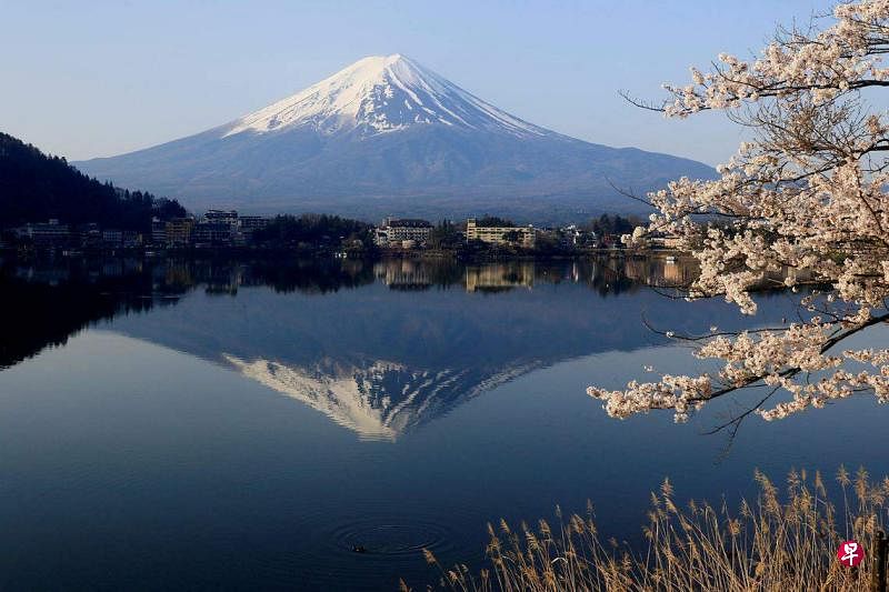 樱花盛开景象，与白雪皑皑的富士山遥相呼应。（路透社）