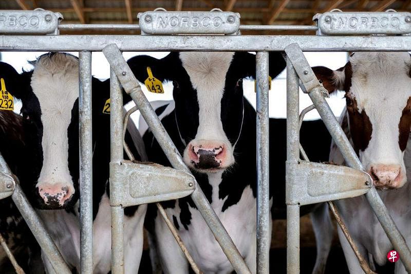 美国目前有八个州的奶牛出现禽流感确诊病例。（路透社）