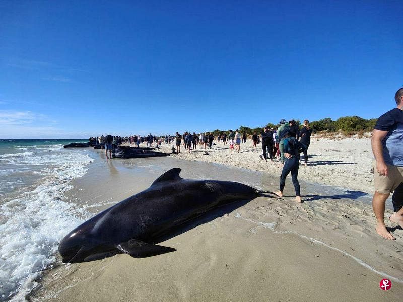 4月25日，大量领航鲸在西澳珀斯以南的托比湾海滩搁浅，许多人聚集在沙滩上，在离鲸较近的地方走动。（路透社）