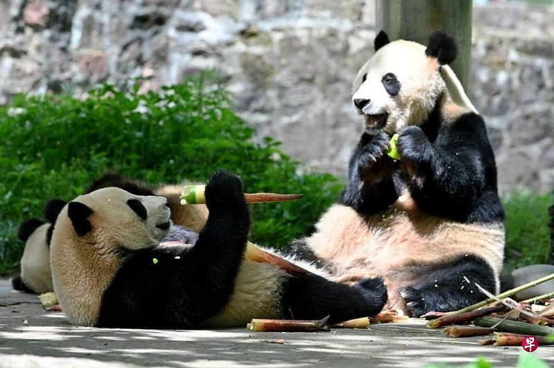 中国重启熊猫外交，将向美国圣迭戈动物园送出一对大熊猫，开展为期10年的交流合作。图为中国大熊猫保护研究中心都江堰基地的大熊猫享用美食。（中新社）