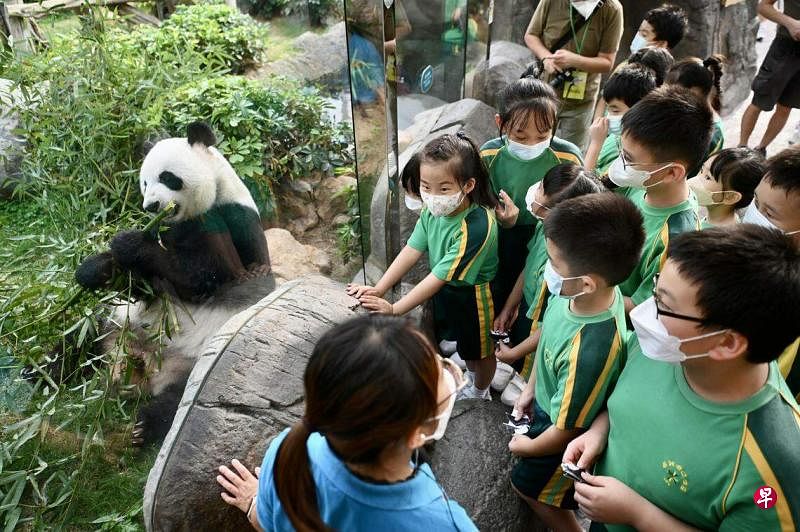 适逢香港回归中国27周年纪念日，香港特首李家超在庆祝酒会上宣布，中国中央政府同意再赠送香港一对大熊猫。图为香港小学生近距离观看大熊猫的档案照片。（中新社）