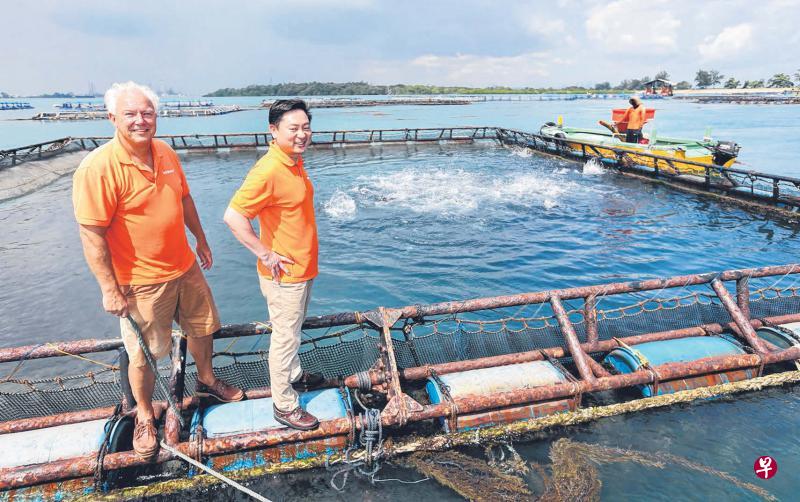 Barramundi Asia创办人兼执行董事施达满·游博 (左)和公司大股东联邦资本的执行董事关国忠,把新加坡出产的“Kühlbarra”肺鱼外销到澳大利亚和美国。小图为在本地养殖的“Kühlbarra”肺鱼肉质接近金目鲈,新鲜无泥味。(何家俊摄) Barramundi Asia创办人兼执行董事施达满·游博 (左)和公司大股东联邦资本的执行董事关国忠,把新加坡出产的“Kühlbarra”肺鱼外销到澳大利亚和美国。小图为在本地养殖的“Kühlbarra”肺鱼肉质接近金目鲈,新鲜无泥味。(何家俊摄)