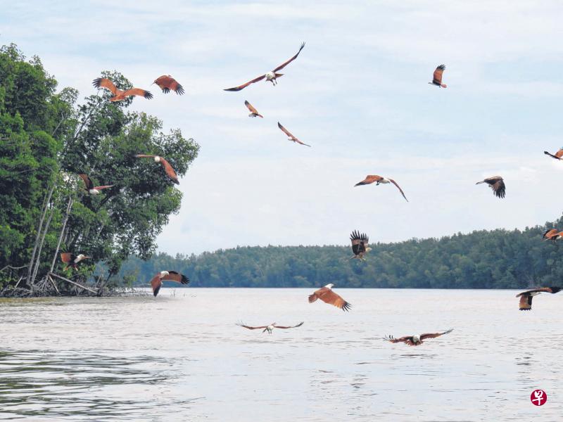 船夫和助手拿了小鸡油块向空中抛去,吸引群鹰飞来抢食。 船夫和助手拿了小鸡油块向空中抛去,吸引群鹰飞来抢食。