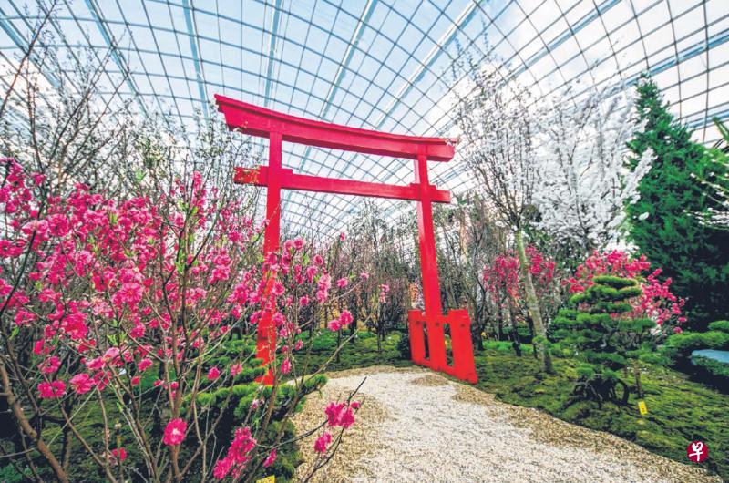 超过20个品种的樱花在滨海湾花园室内花穹“樱花节奏”的花展上亮相。近半数樱花树已开花,料将持续一到两个星期。(滨海湾花园提供) 超过20个品种的樱花在滨海湾花园室内花穹“樱花节奏”的花展上亮相。近半数樱花树已开花,料将持续一到两个星期。(滨海湾花园提供)