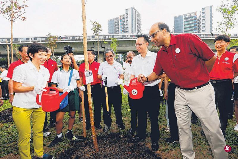副总理尚达曼（右一）、裕廊集选区议员陈有明医生（右二）和负责裕华区事务的文化、社区及青年部长傅海燕昨早为刚种下的黄牛木灌溉，延续已故建国总理李光耀开启的绿化运动。（海峡时报）