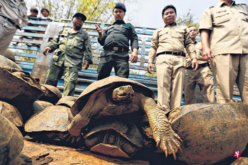 柬埔寨林业部官员从一辆货车起获的缅甸陆龟。(法新社) 柬埔寨林业部官员从一辆货车起获的缅甸陆龟。(法新社)
