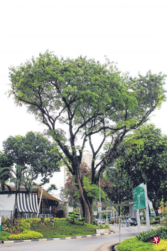 新加坡中央医院癌症中心外的青龙古木,及树旁的咖啡屋。 新加坡中央医院癌症中心外的青龙古木,及树旁的咖啡屋。