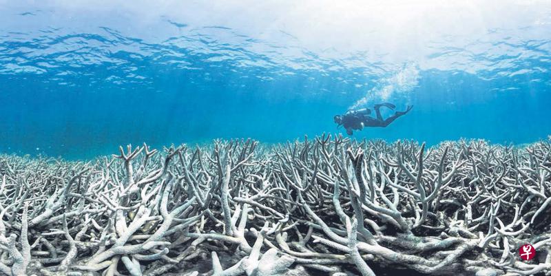 分布在澳洲东岸沿海2300公里的大堡礁北部珊瑚,白化情况非常严重。。(法新社) 分布在澳洲东岸沿海2300公里的大堡礁北部珊瑚,白化情况非常严重。。(法新社)