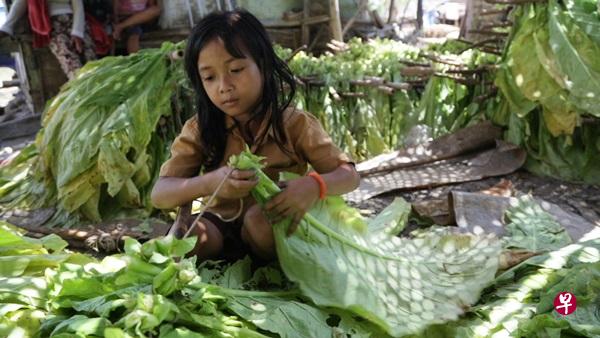 印尼有许多年幼儿童在烟草种植园工作。(法新社) 印尼有许多年幼儿童在烟草种植园工作。(法新社)