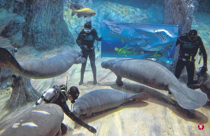 第一只由河川生态园团队人工抚养长大的海牛卡诺拉(中)成为河川生态园的动物大使。(曾道明摄) 第一只由河川生态园团队人工抚养长大的海牛卡诺拉(中)成为河川生态园的动物大使。(曾道明摄)