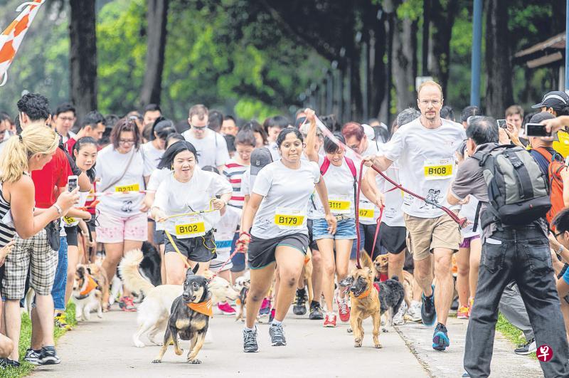 新加坡爱狗协会的“新加坡特别跑步”让主人与宠物一起跑步。 新加坡爱狗协会的“新加坡特别跑步”让主人与宠物一起跑步。