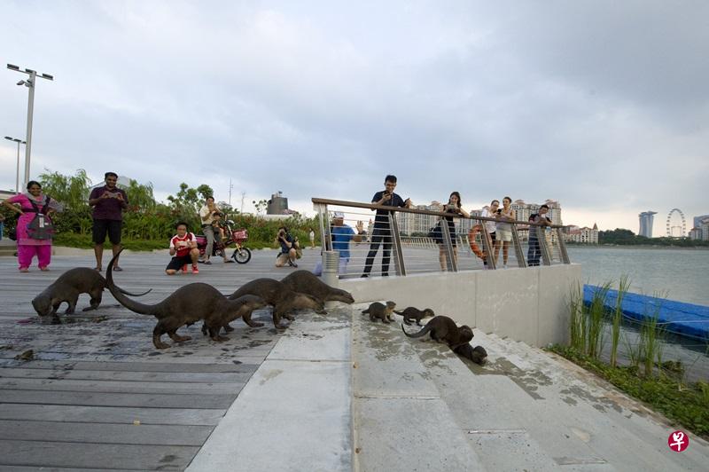 江獭(Smooth-Coated Otter)是原产于东南亚一带的水獭,因此以前就曾出现在新加坡。不过,新加坡开始工业发展,以及发展沿海和河流地区后,破坏了水獭的生存环境,它们便离开,到邻国的自然森林和湿地去。由于地理位置相近,邻国一些水獭会泅泳到新加坡。(图/新华社) 江獭(Smooth-Coated Otter)是原产于东南亚一带的水獭,因此以前就曾出现在新加坡。不过,新加坡开始工业发展,以及发展沿海和河流地区后,破坏了水獭的生存环境,它们便离开,到邻国的自然森林和湿地去。由于地理位置相近,邻国一些水獭会泅泳到新加坡。(图/新华社)
