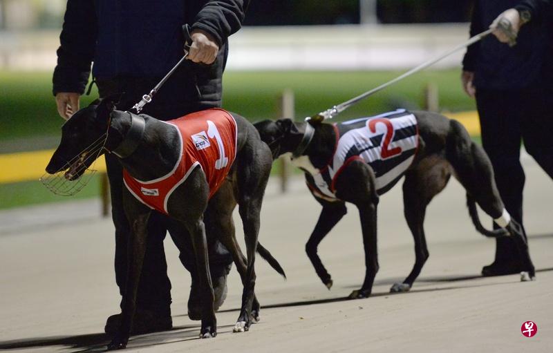 目前澳洲是世界上仅有的允许赛狗的八个国家之一。(法新社) 目前澳洲是世界上仅有的允许赛狗的八个国家之一。(法新社)