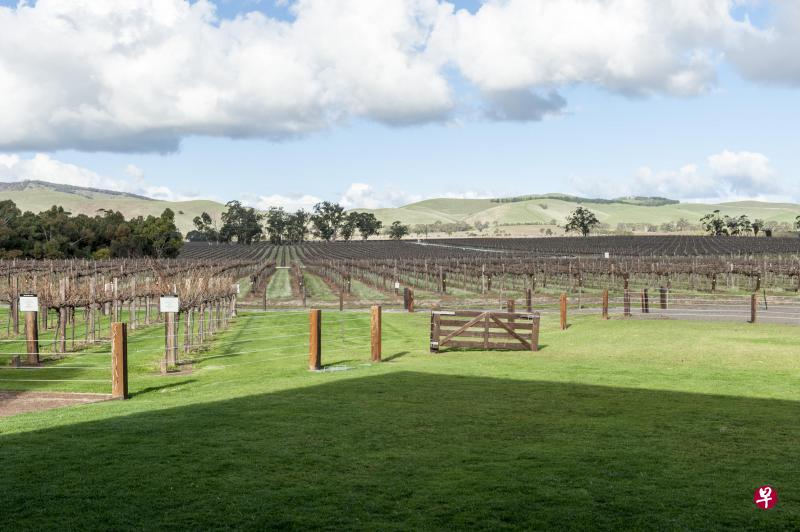 许多澳大利亚名庄都在巴罗萨谷拥有果园,Jacob's Creek 就是其中一家。 许多澳大利亚名庄都在巴罗萨谷拥有果园,Jacob's Creek 就是其中一家。