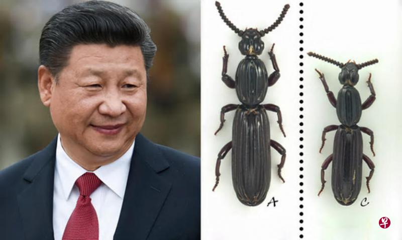 一名留欧中国学者以中国国家主席习近平的名字为一个新发现的食腐甲虫品种命名，相关论文和信息在中国被封杀。（互联网）
