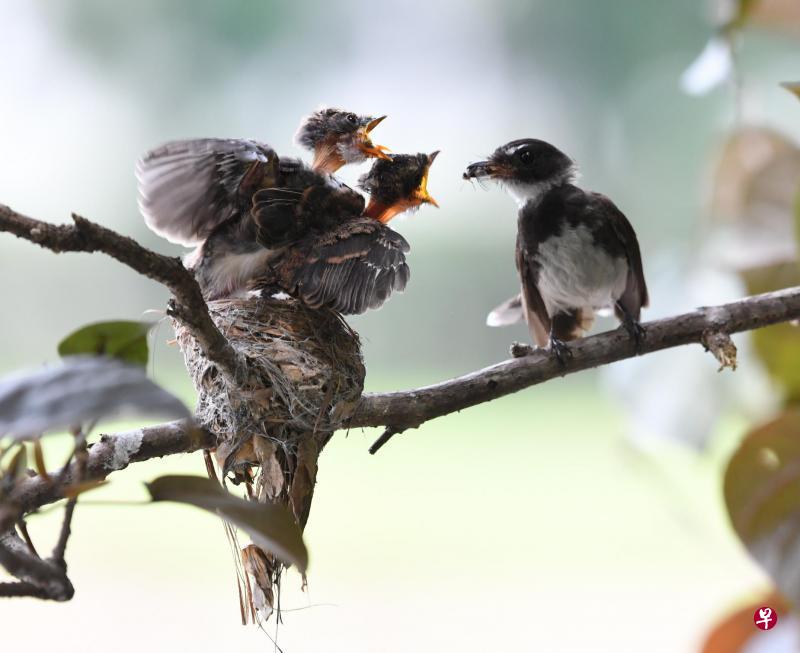 斑扇尾鹟育雏,它爱在伸出水面的树枝上筑巢,用草、树叶等筑漏斗型鸟巢。 斑扇尾鹟育雏,它爱在伸出水面的树枝上筑巢,用草、树叶等筑漏斗型鸟巢。