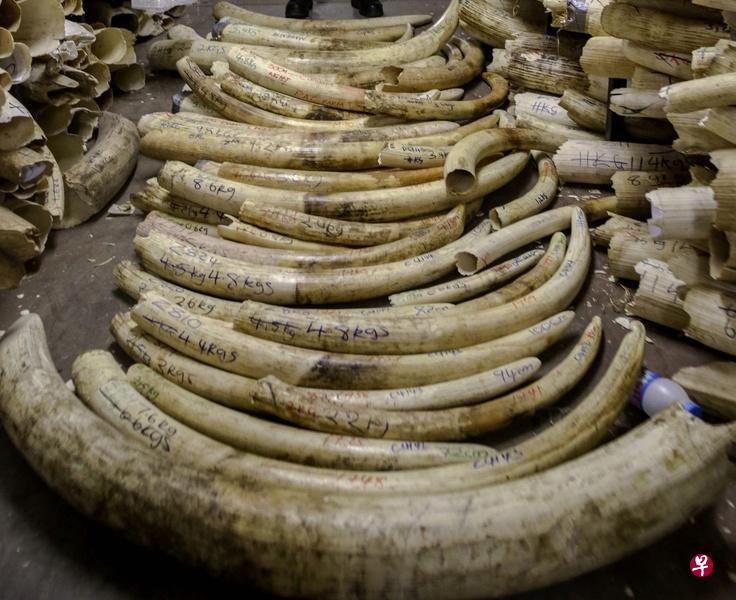 腐败和缺乏执法是越南象牙贸易扩大的原因,亚洲游客人数增加也推高了需求。
(法新社) 腐败和缺乏执法是越南象牙贸易扩大的原因,亚洲游客人数增加也推高了需求。
(法新社)