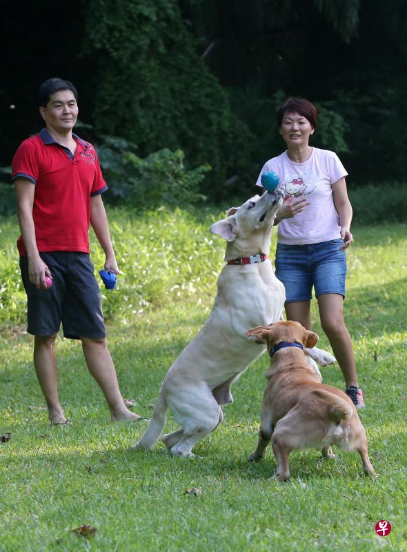 邓桂芳(右)和丈夫许德宝(左)在2013年和今年领养两只拉布拉多退休警犬。(林国明摄) 邓桂芳(右)和丈夫许德宝(左)在2013年和今年领养两只拉布拉多退休警犬。(林国明摄)