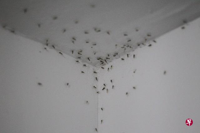 记者上门采访时，在组屋36楼也可见到蠓虫踪迹。（饶进礼/摄）