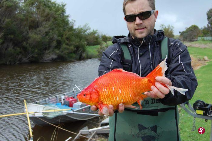 贝蒂博士在瓦斯河发现的巨型金鱼。(互联网) 贝蒂博士在瓦斯河发现的巨型金鱼。(互联网)