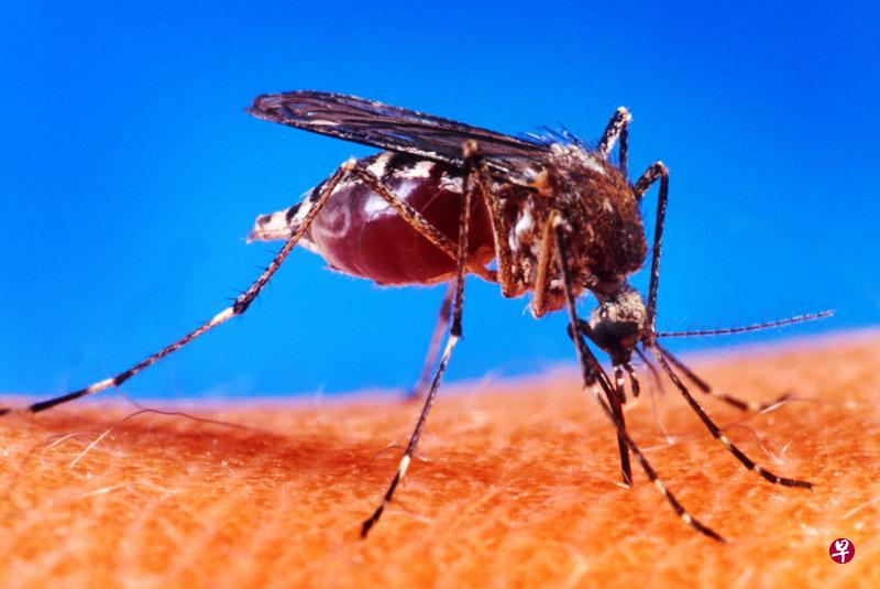 带有带有沃尔巴克氏菌的雄性伊蚊与雌性伊蚊交配后,与雌性伊蚊交配后,虫卵会被沃尔巴克氏菌影响无法孵化。图为埃及伊蚊。(档案照) 带有带有沃尔巴克氏菌的雄性伊蚊与雌性伊蚊交配后,与雌性伊蚊交配后,虫卵会被沃尔巴克氏菌影响无法孵化。图为埃及伊蚊。(档案照)