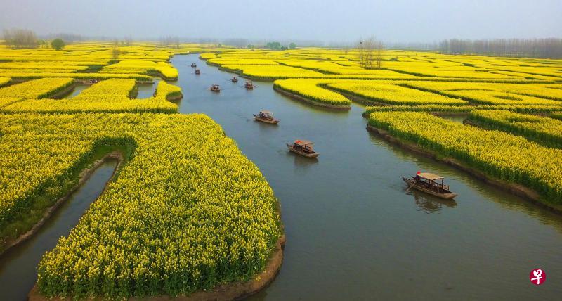 2009年中国人民网投选中国10大油菜花海,兴化高票名列第二,每年清明时节涌入赏花的游客数以万计。(彭飞提供) 2009年中国人民网投选中国10大油菜花海,兴化高票名列第二,每年清明时节涌入赏花的游客数以万计。(彭飞提供)