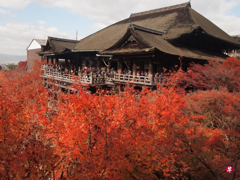 京都清水寺大殿枫红围绕,辉煌艳丽,令游人惊叹不已。 京都清水寺大殿枫红围绕,辉煌艳丽,令游人惊叹不已。