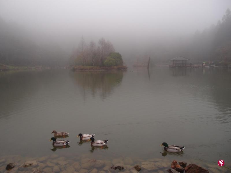 湖面上绿头鸭与鸳鸯悠游而过。 湖面上绿头鸭与鸳鸯悠游而过。